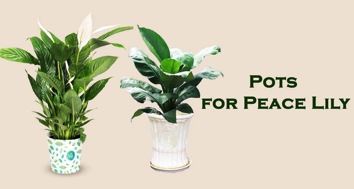 Top 10 Best Pots for Peace Lily Reviews