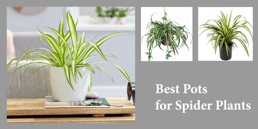Top 15 Best Pots for Spider Plants Review