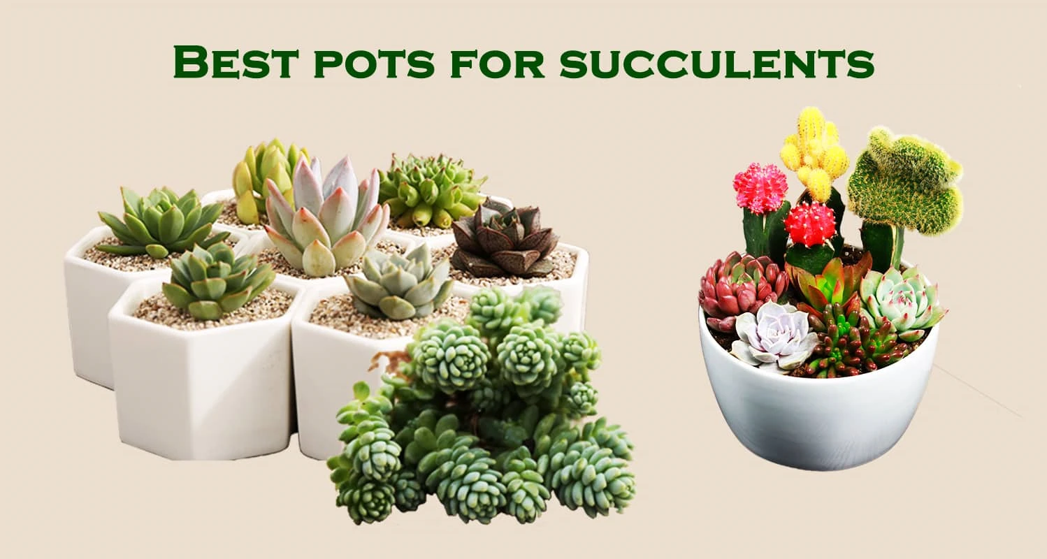Top 25 Best Pots for Succulents Reviews