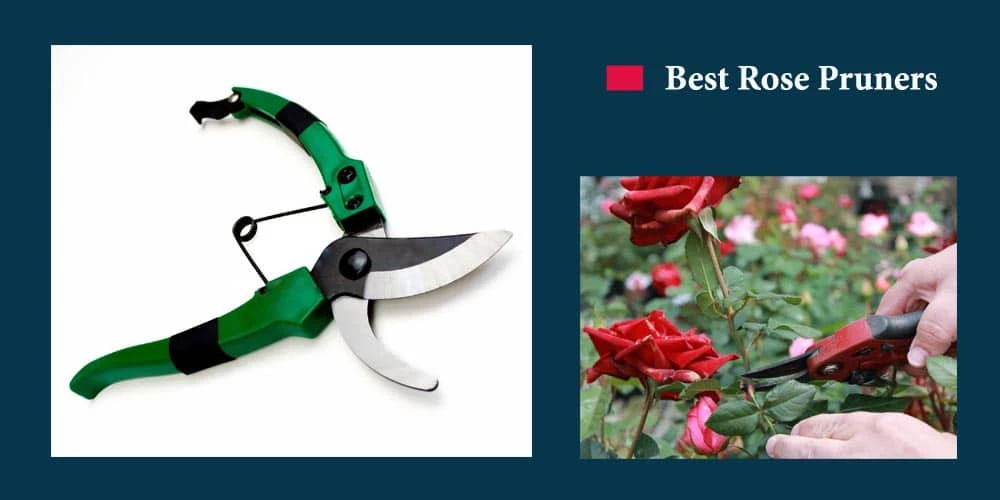 Top 11 Best Rose Pruners: Buying Guide