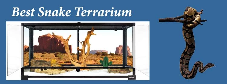 6 Best Snake Terrarium Reviews 2022