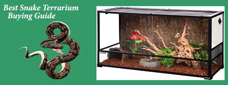 Buying Guide Of Snake Terrarium