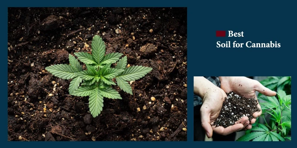 Best Soil for Cannabis Reviews