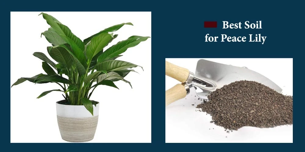 10 Best Soil for Peace Lily Reviews