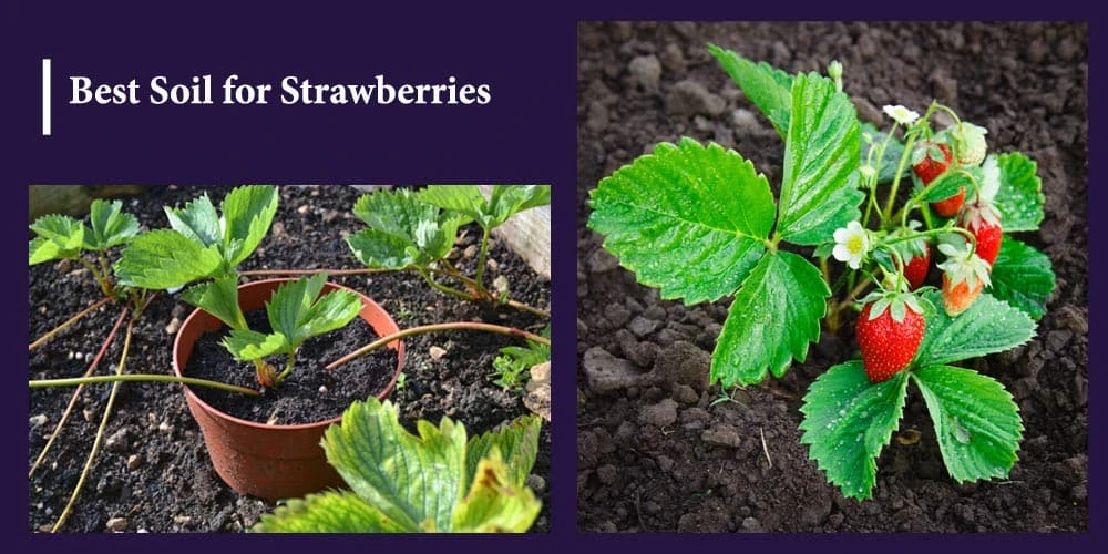 Top 10 Best Soil for Strawberries Review