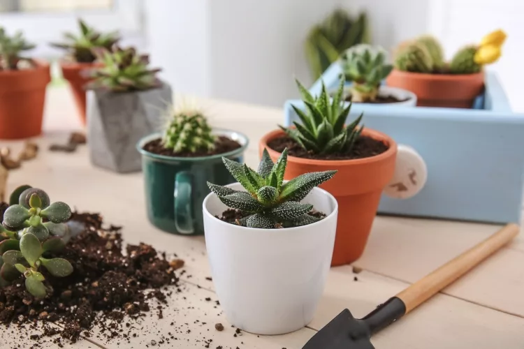 Top 20 Best Soil for Succulents