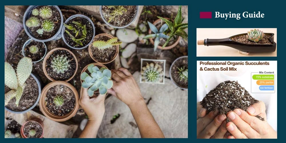 Buying Guide For Succulenst Soil