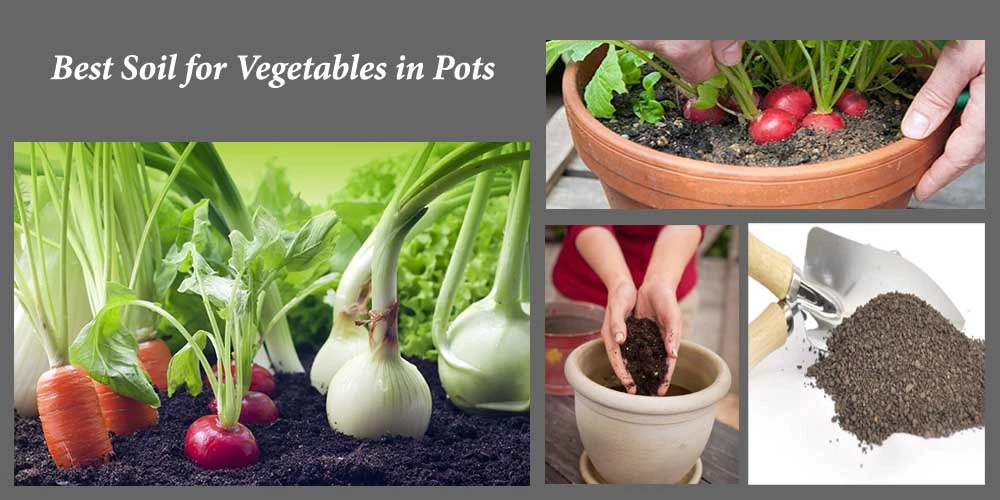 13 Best Soil for Vegetables in Pots Reviews