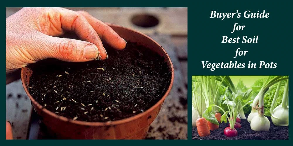 Buying Guide Of Soil For Vegetables