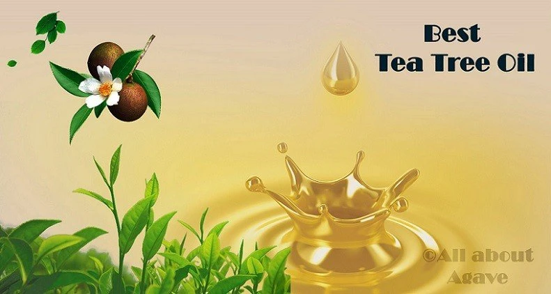 15 Best Tea Tree Oil: Benefits and Uses