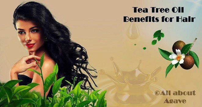 Tea Tree Oil Benefits For Hair