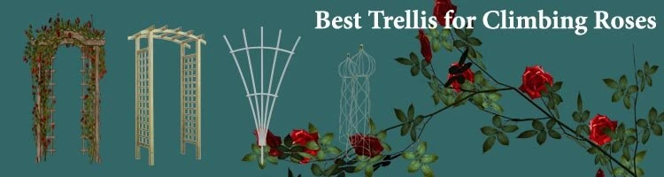 17 Best Trellises for Climbing Roses Reviews