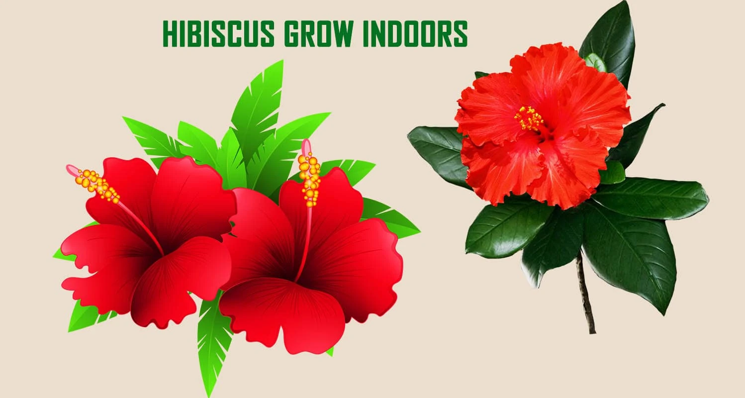 How Can Hibiscus Grow Indoors?