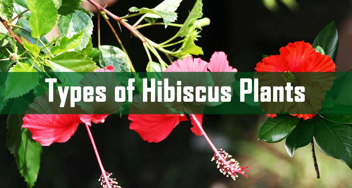 Types Of Hibiscus Plants