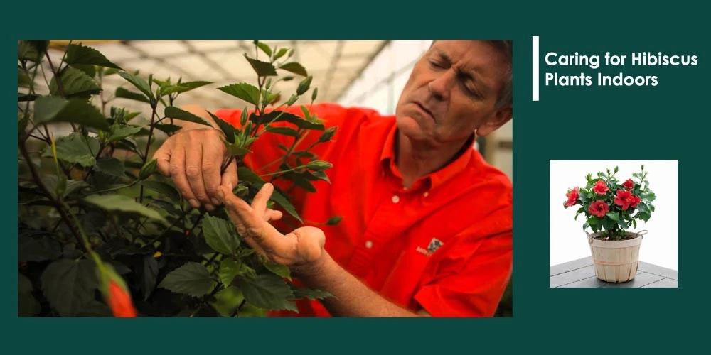 Caring Hibiscus Plants