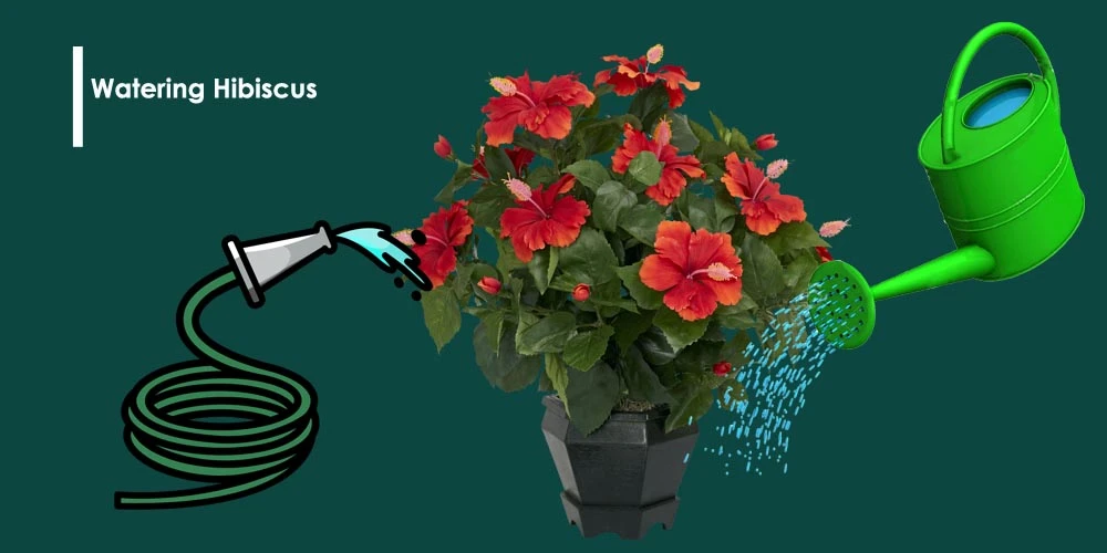 Watering Hibiscus