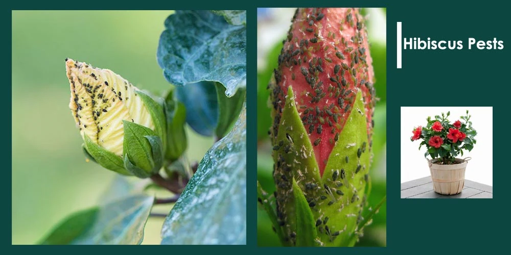 Hibiscus Pests