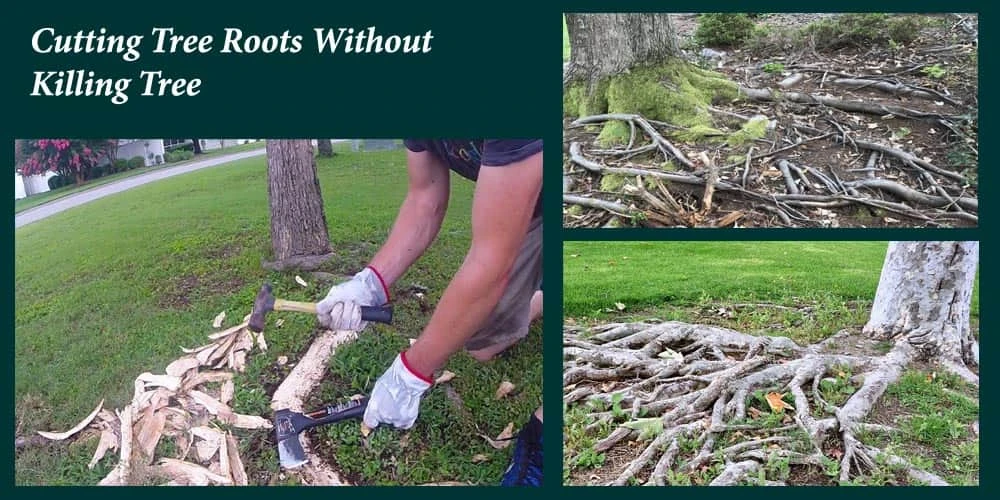 Cutting Tree Roots Without Killing Tree