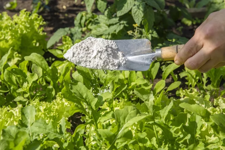 Diatomaceous Earth Pest Control Reviews