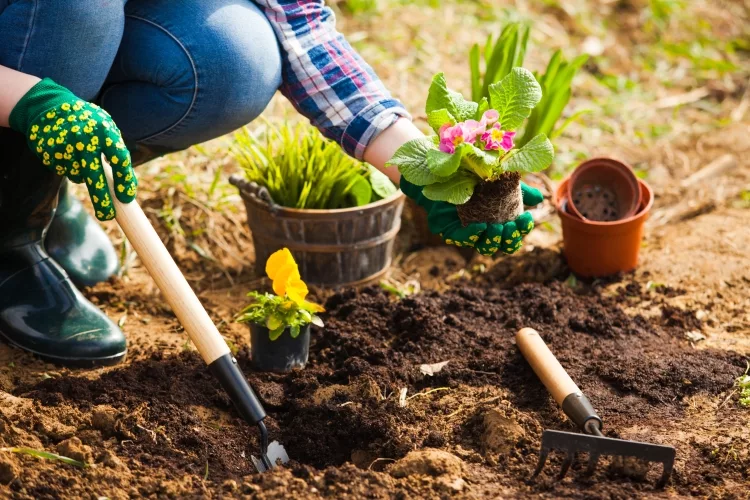 Different Types of Soil for Gardening