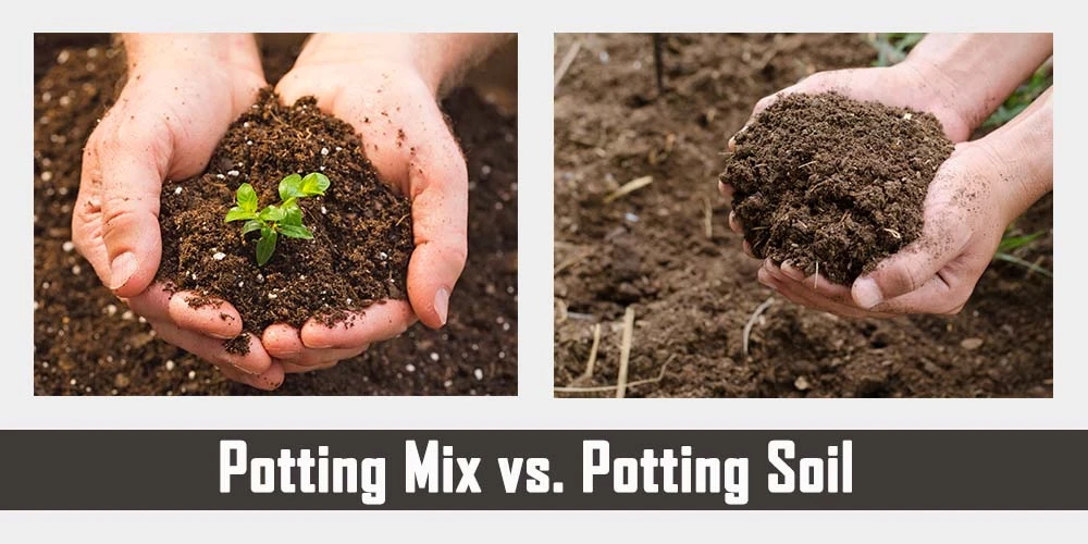 Potting Mix Vs. Potting Soil