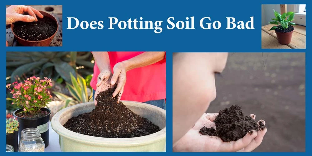 Does Potting Soil Go Bad