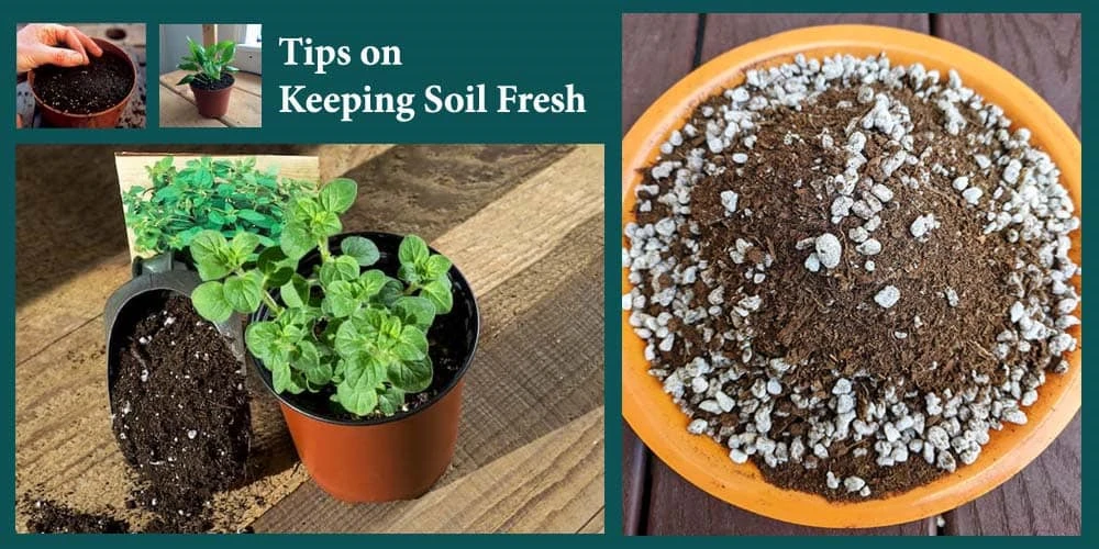 Tips On Keeping Soil Fresh