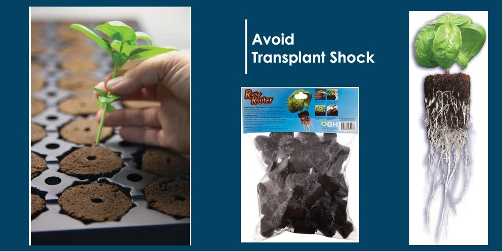To Avoid Transplant Shock