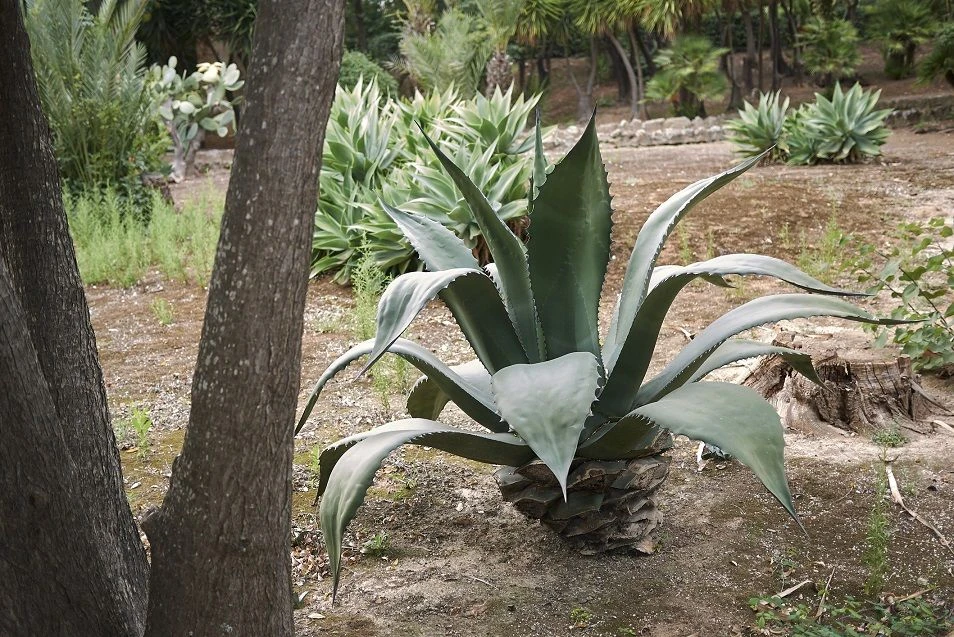 Facts About Agave Salmiana