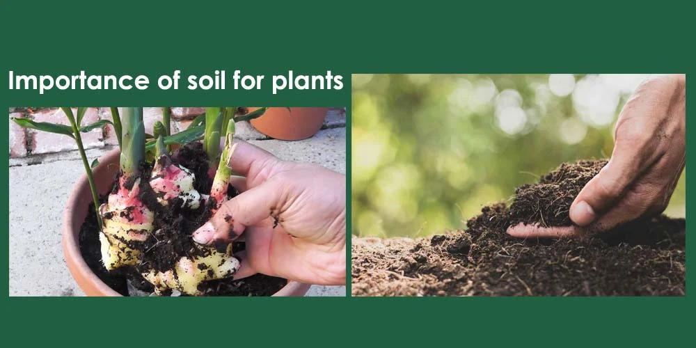 Importance Of Soil For Plants