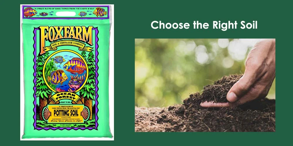 Choose The Right Soil