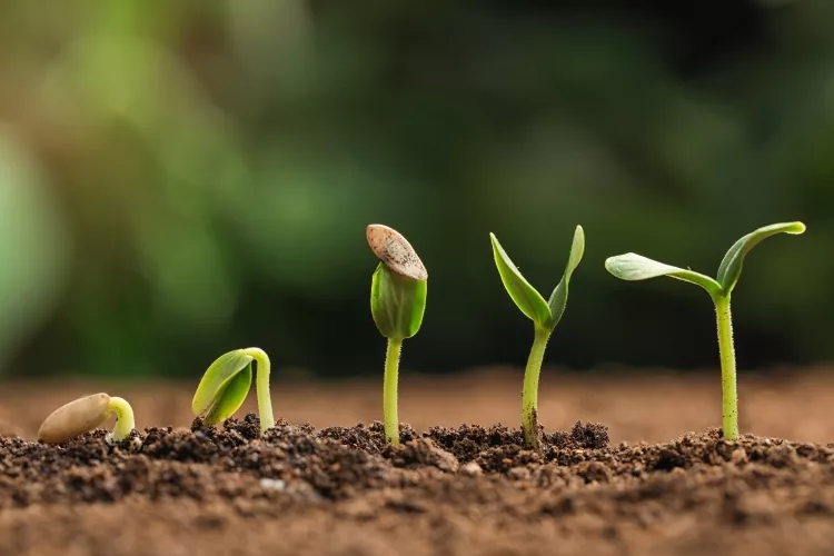 Germinating Seeds Indoors by the Book - Read the Package