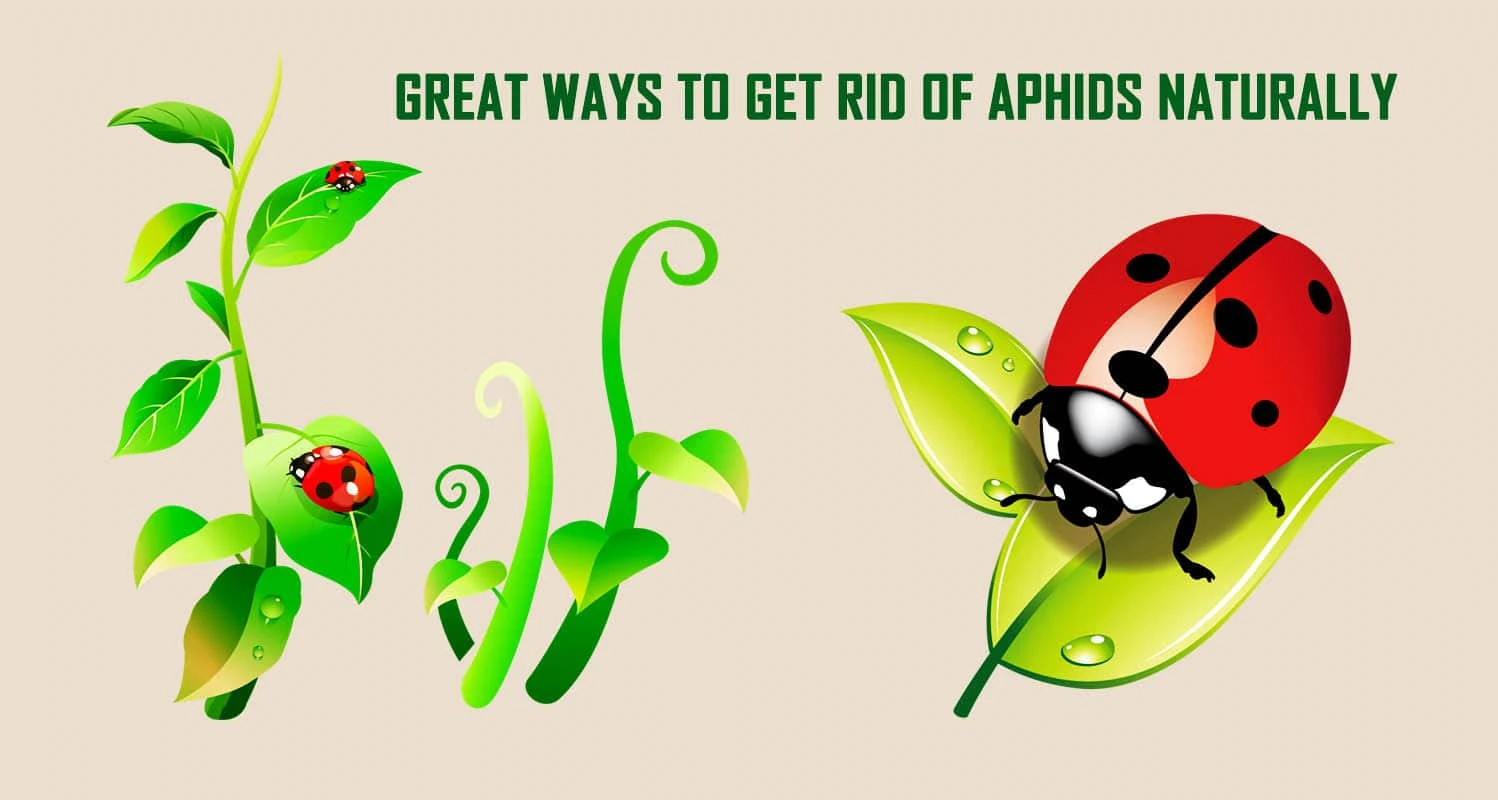 How to Get Rid of Aphids Naturally