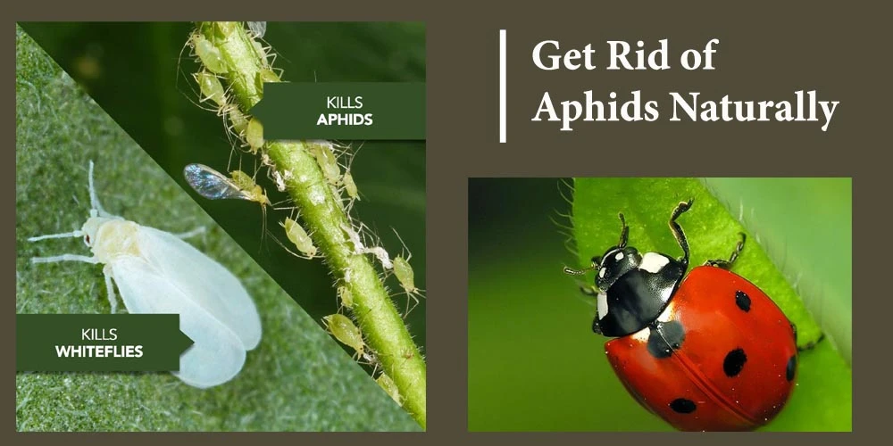 Get Rid Of Aphids Naturally