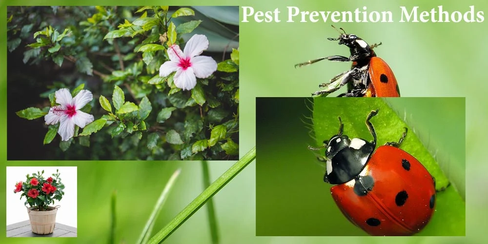 Pest Prevention Methods