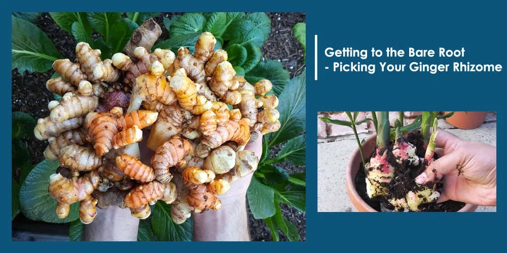 Picking Ginger Rhizome