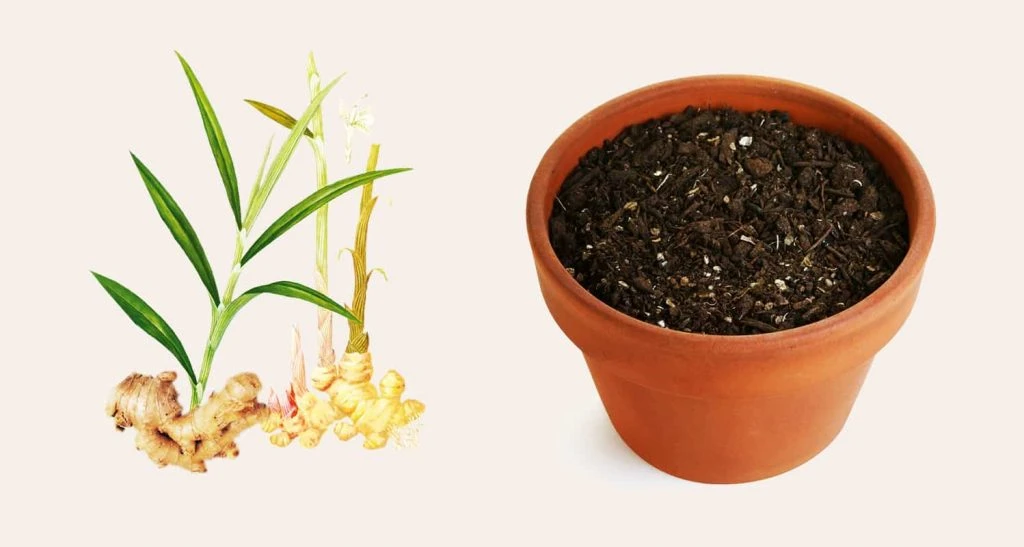 Soil Is Important For Growing Root
