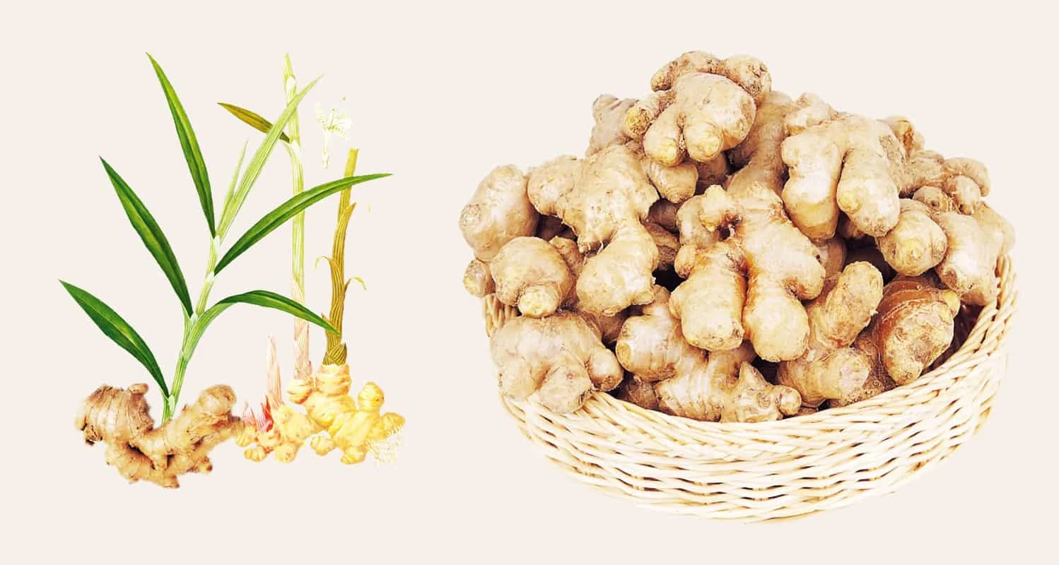 Harvesting Ginger Root