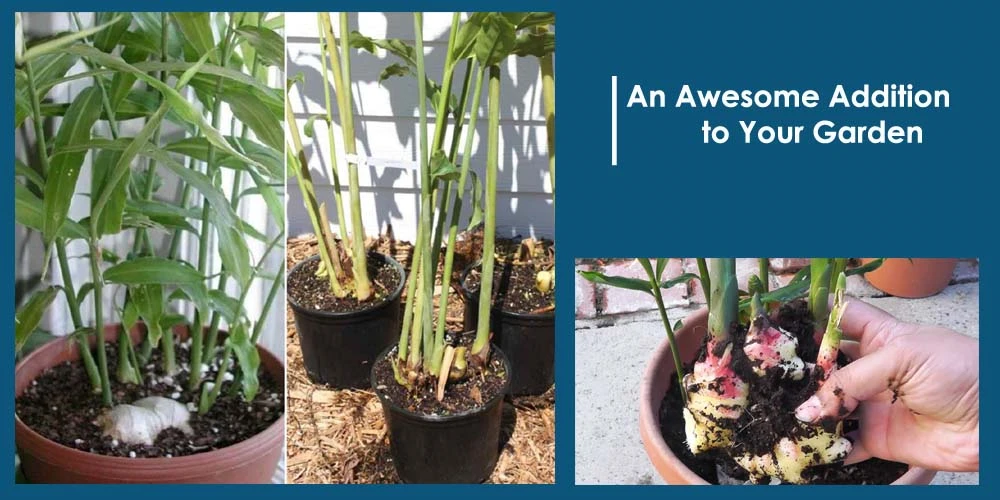 Ginger In Indoor Garden