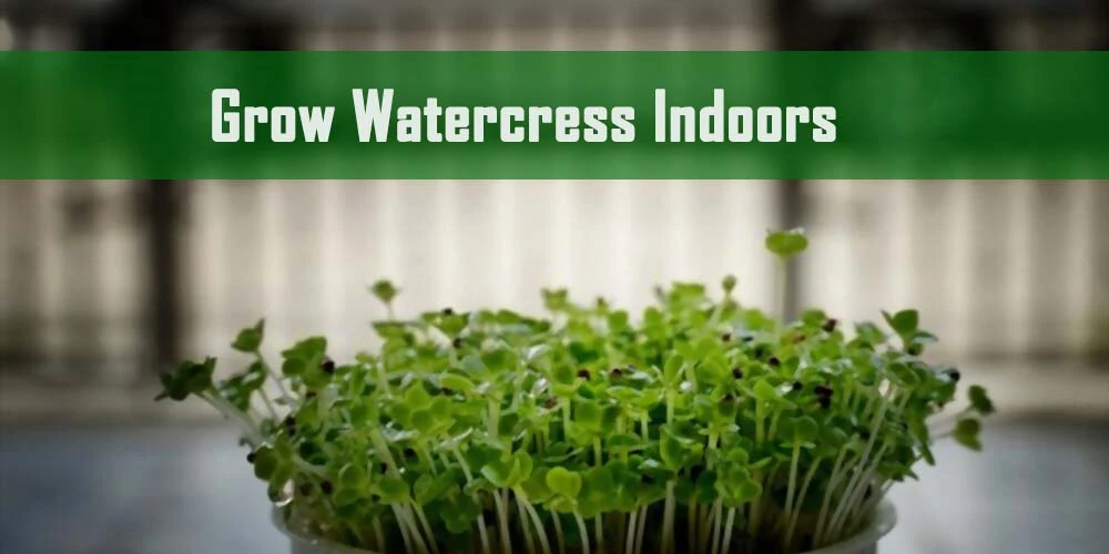 Why Grow Watercress Indoors?
