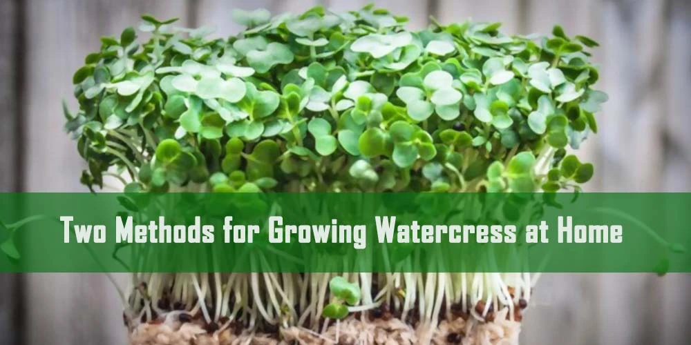 Methods For Growing Watercress