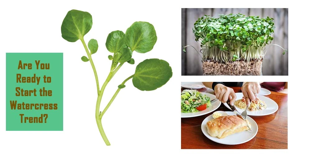 Start The Watercress Trend