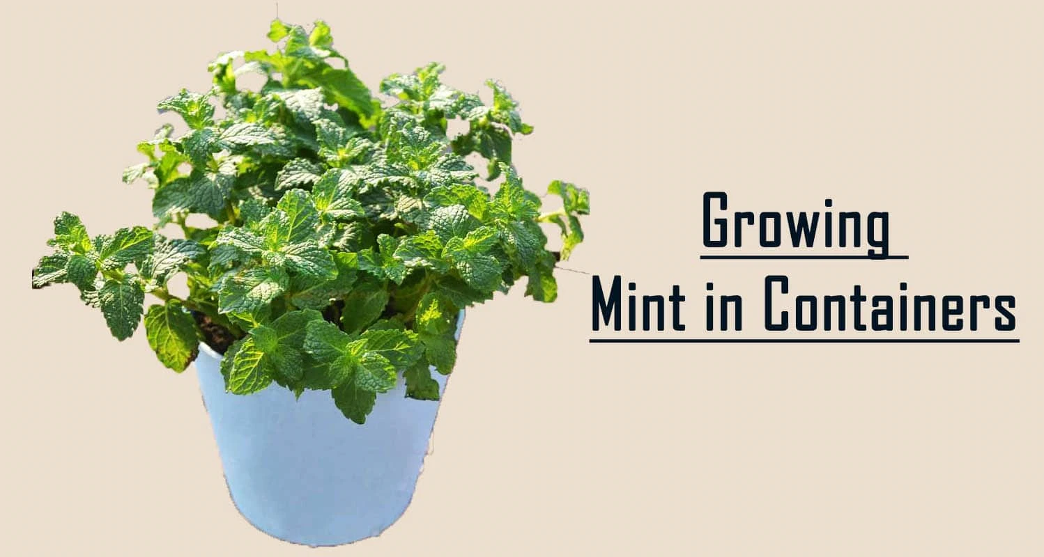 Growing Mint in Containers- Best Method
