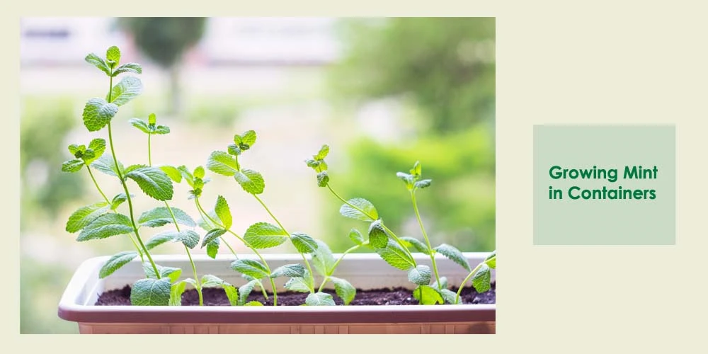 Growing Mint In Containers