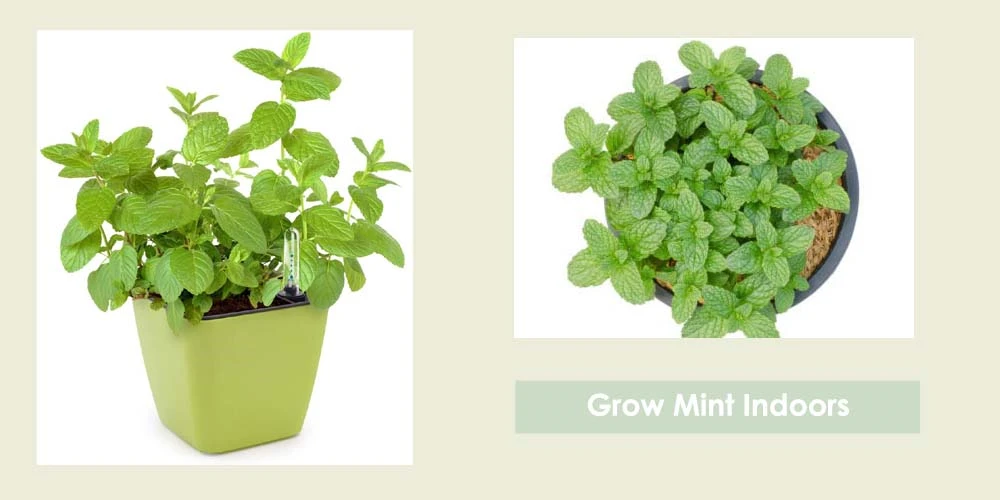 Grow Mint Indoors
