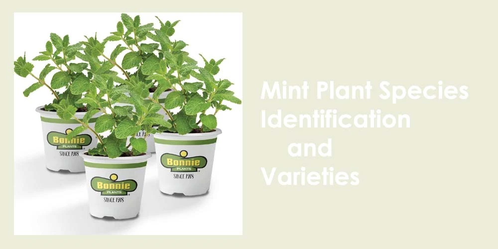 Mint Plant Varieties