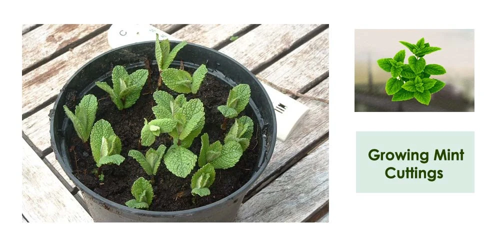 Growing Mint From Cuttings