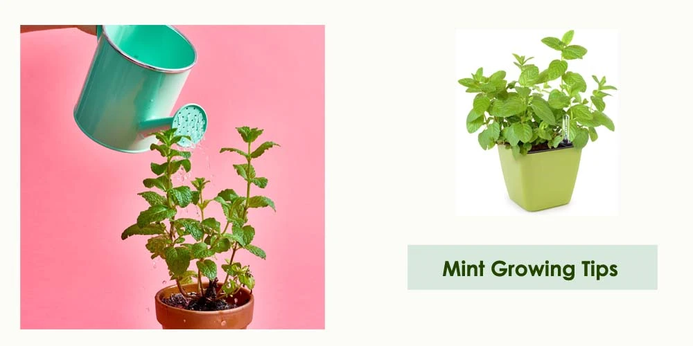 Mint Growing Tips