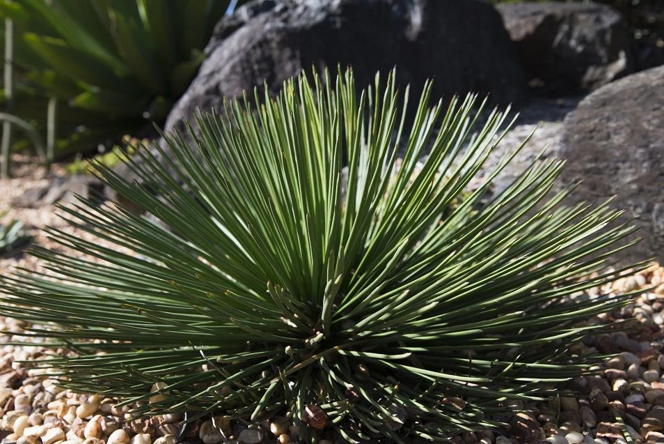 Guide to Growing Agave Geminiflora: 