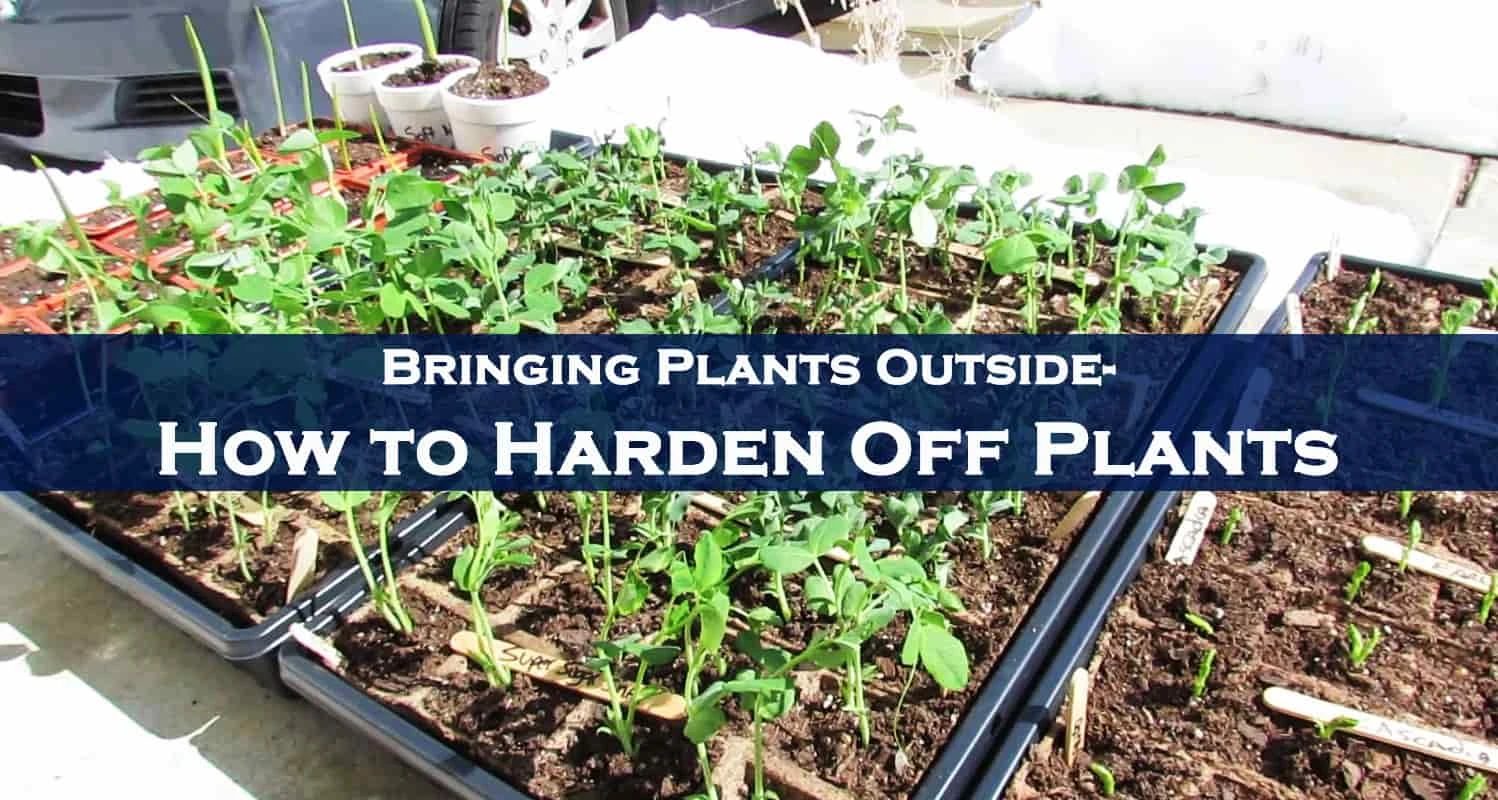 Common Signs of Improperly Harden Off Plants